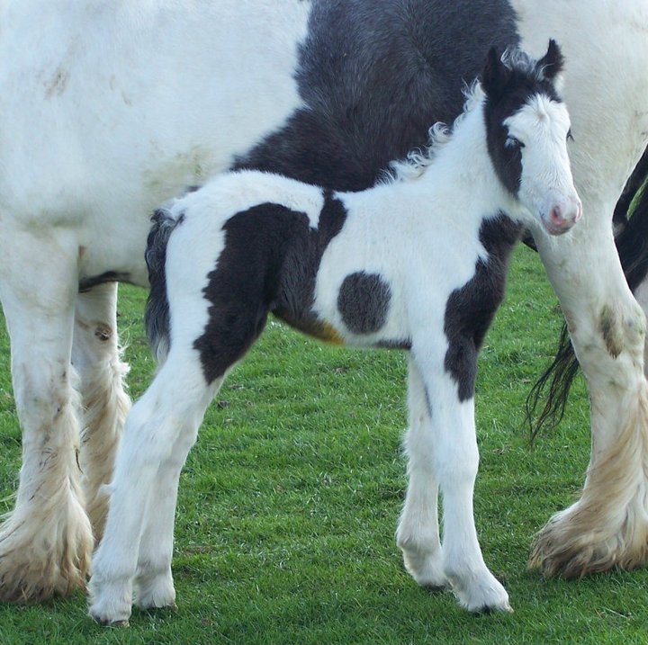 Hermits China Myth - piebald colt foals